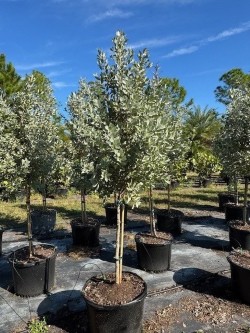 conocarpus-erectus-sericeus-silver-buttonwood