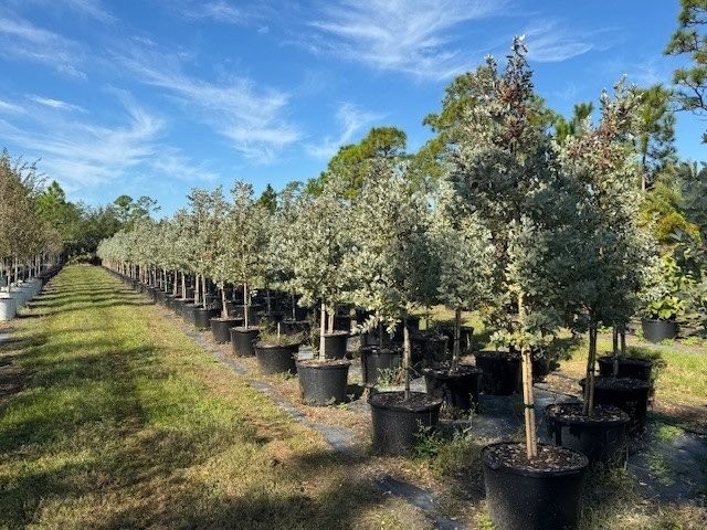 conocarpus-erectus-sericeus-silver-buttonwood