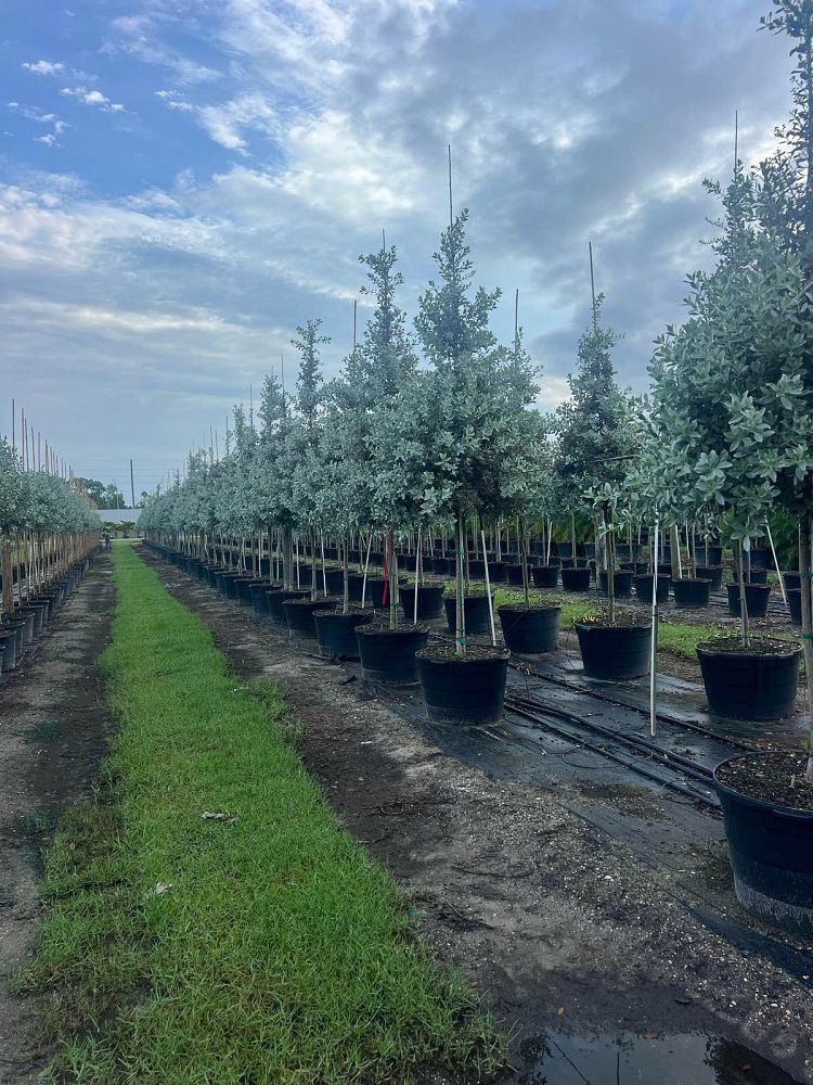 conocarpus-erectus-sericeus-silver-buttonwood