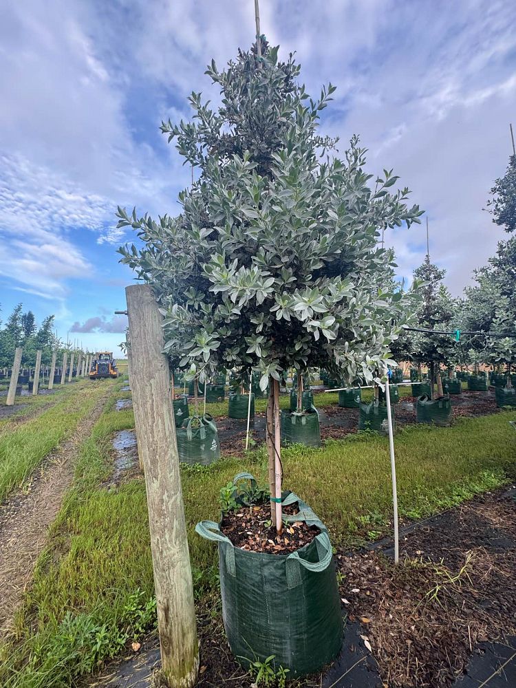 conocarpus-erectus-sericeus-silver-buttonwood