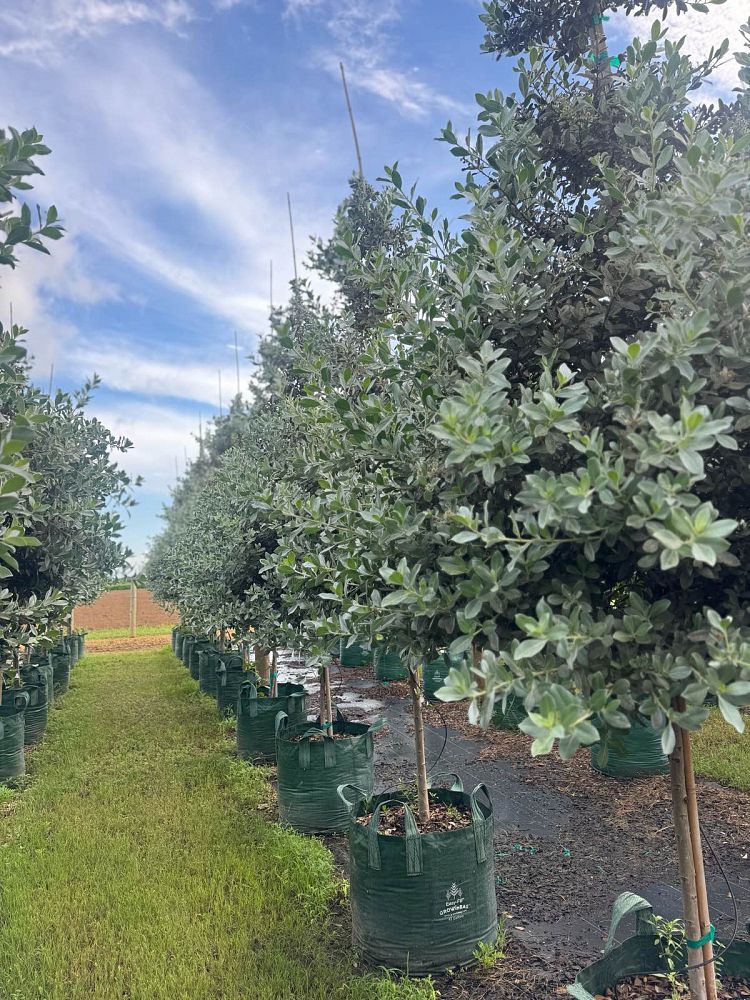 conocarpus-erectus-sericeus-silver-buttonwood