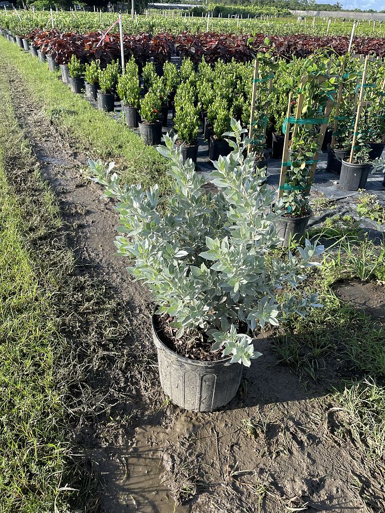 conocarpus-erectus-sericeus-silver-buttonwood