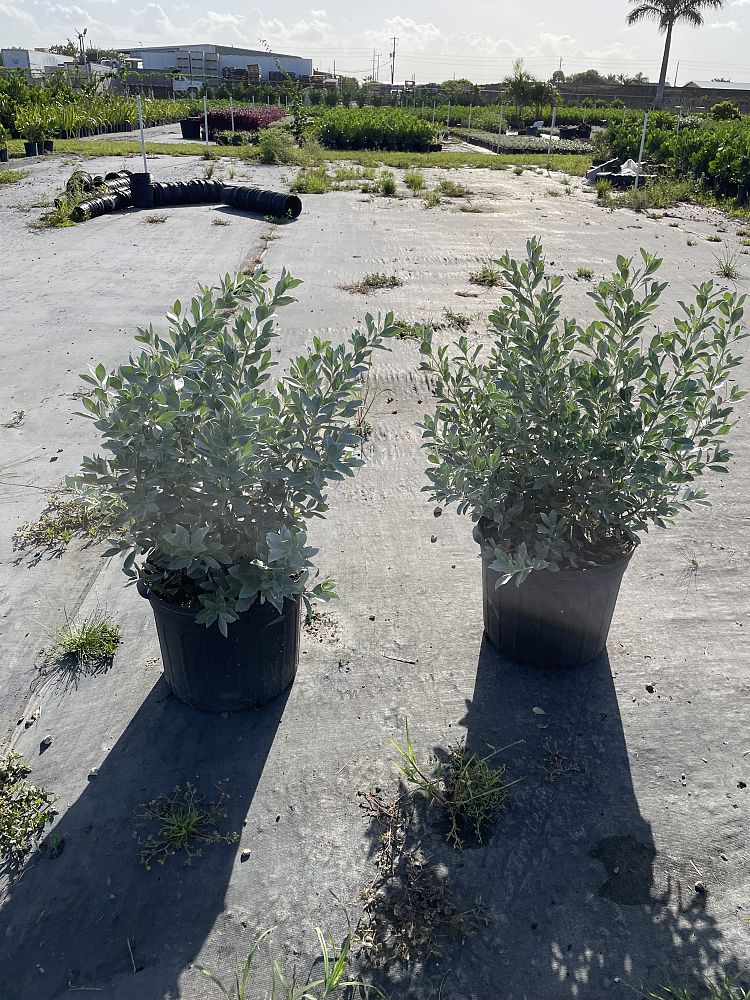 conocarpus-erectus-sericeus-silver-buttonwood