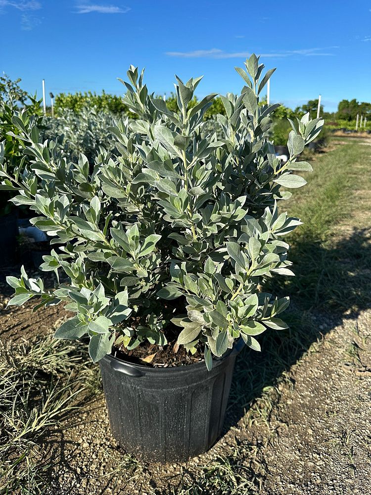conocarpus-erectus-sericeus-silver-buttonwood