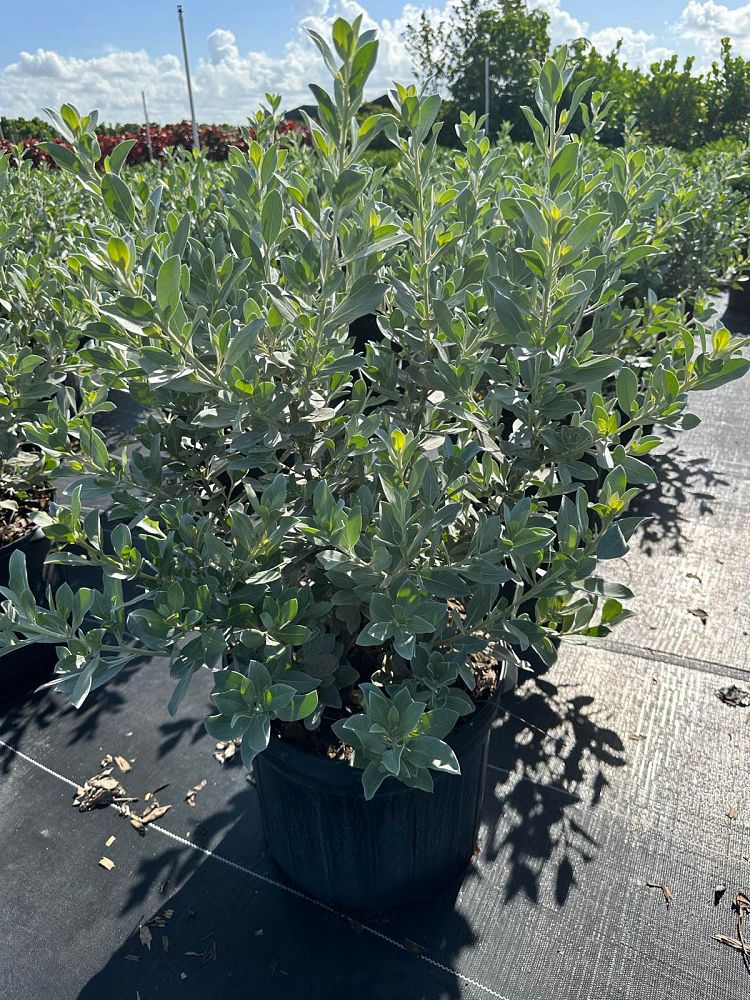 conocarpus-erectus-sericeus-silver-buttonwood