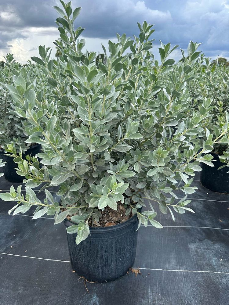 conocarpus-erectus-sericeus-silver-buttonwood
