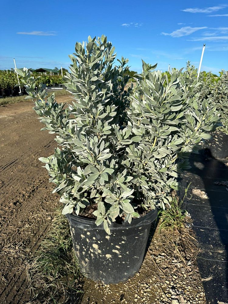 conocarpus-erectus-sericeus-silver-buttonwood