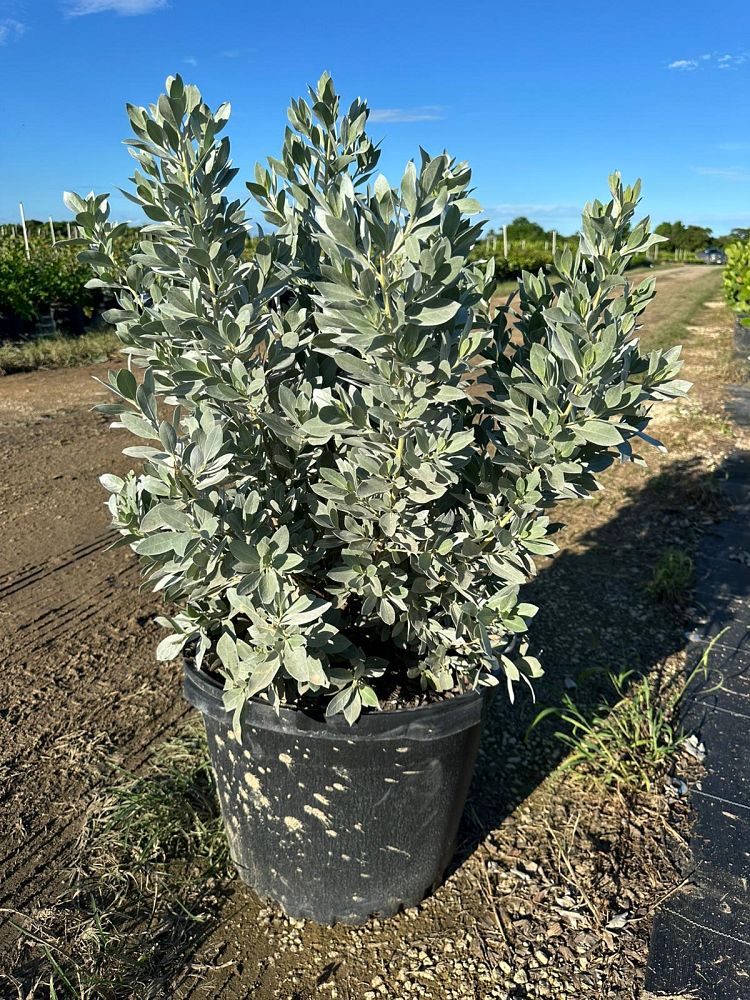 conocarpus-erectus-sericeus-silver-buttonwood