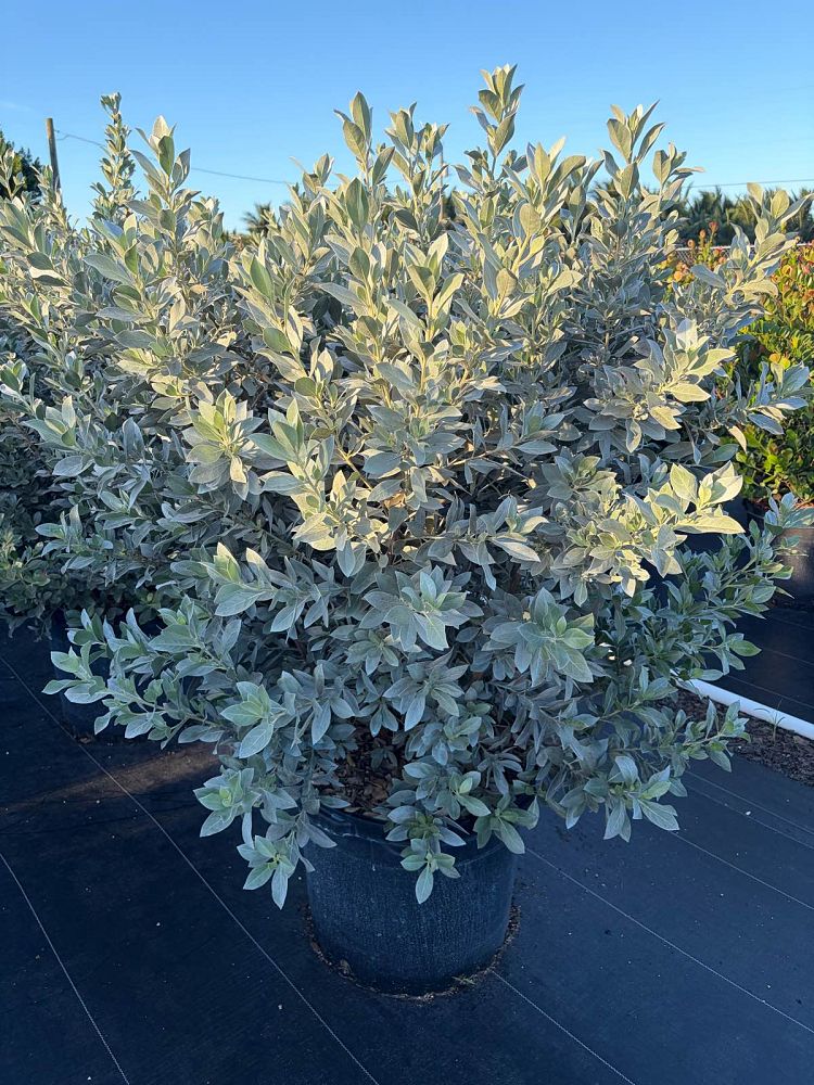conocarpus-erectus-sericeus-silver-buttonwood