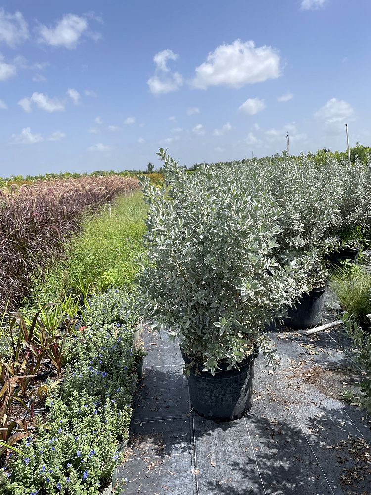 conocarpus-erectus-sericeus-silver-buttonwood