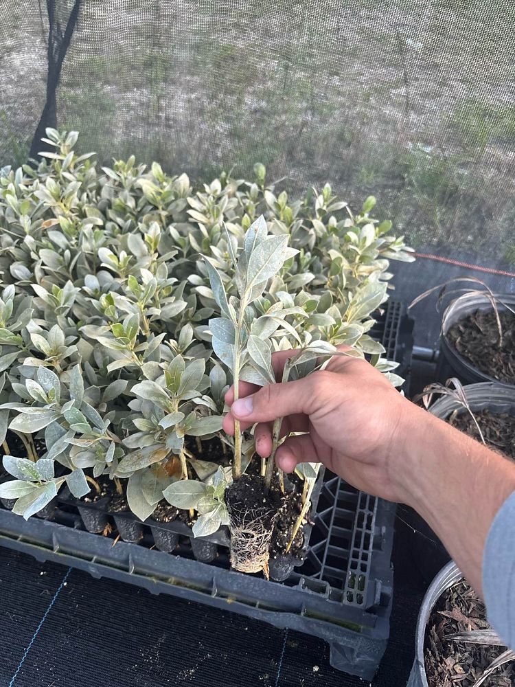 conocarpus-erectus-sericeus-silver-buttonwood