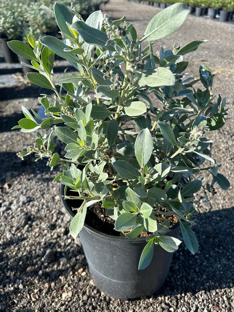 conocarpus-erectus-sericeus-silver-buttonwood