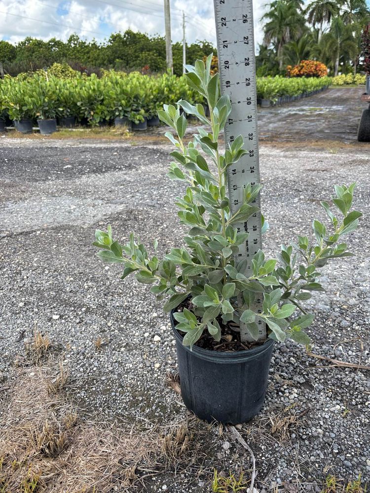 conocarpus-erectus-sericeus-silver-buttonwood
