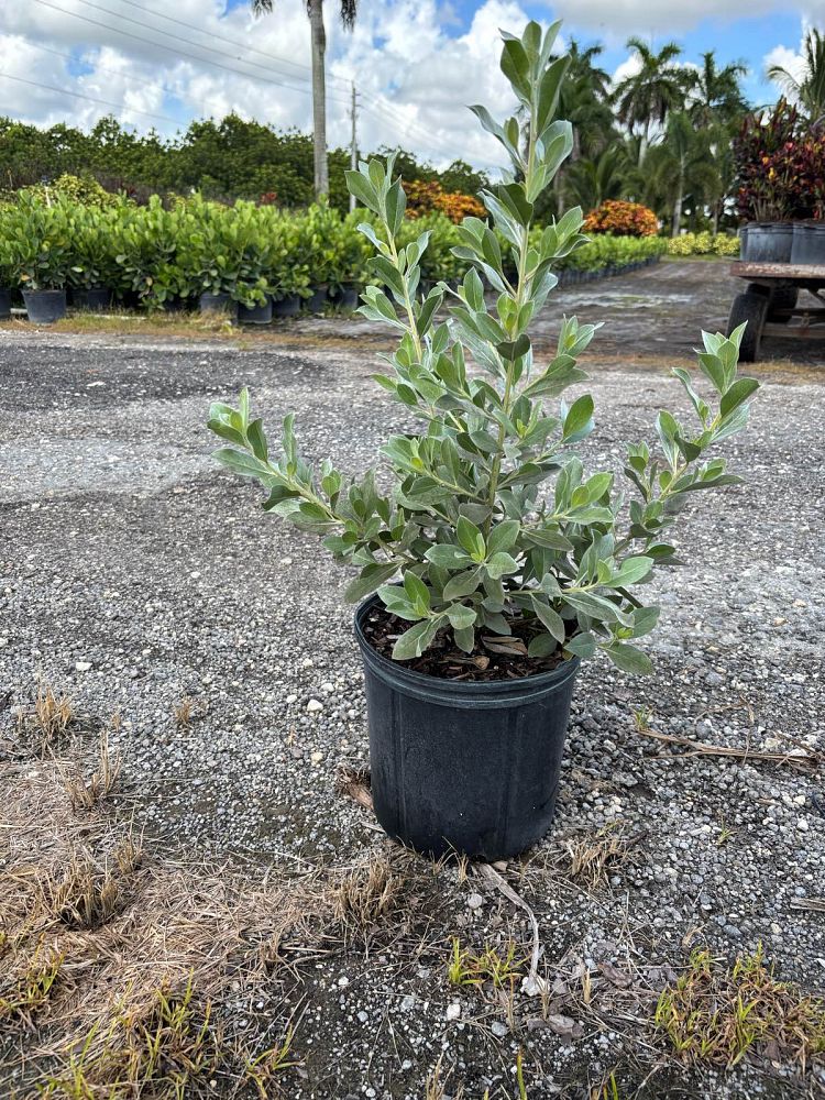 conocarpus-erectus-sericeus-silver-buttonwood