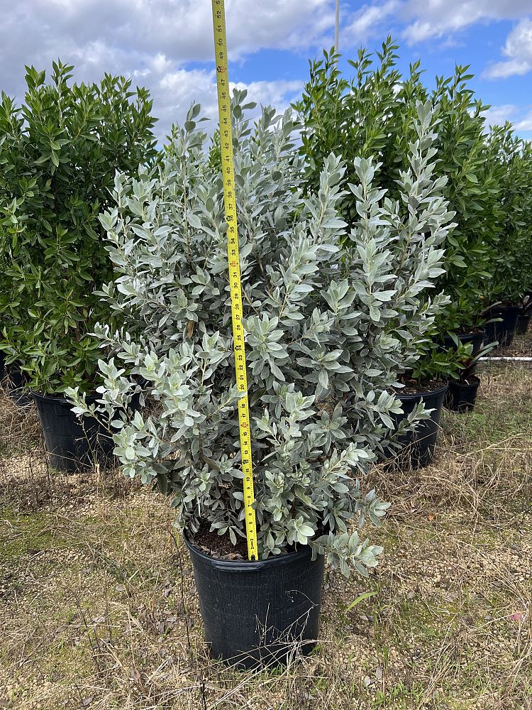 conocarpus-erectus-sericeus-silver-buttonwood