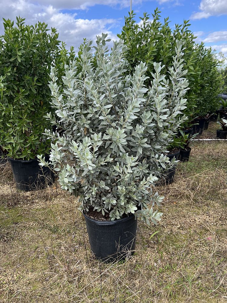 conocarpus-erectus-sericeus-silver-buttonwood