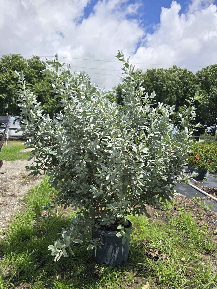conocarpus-erectus-sericeus-silver-buttonwood
