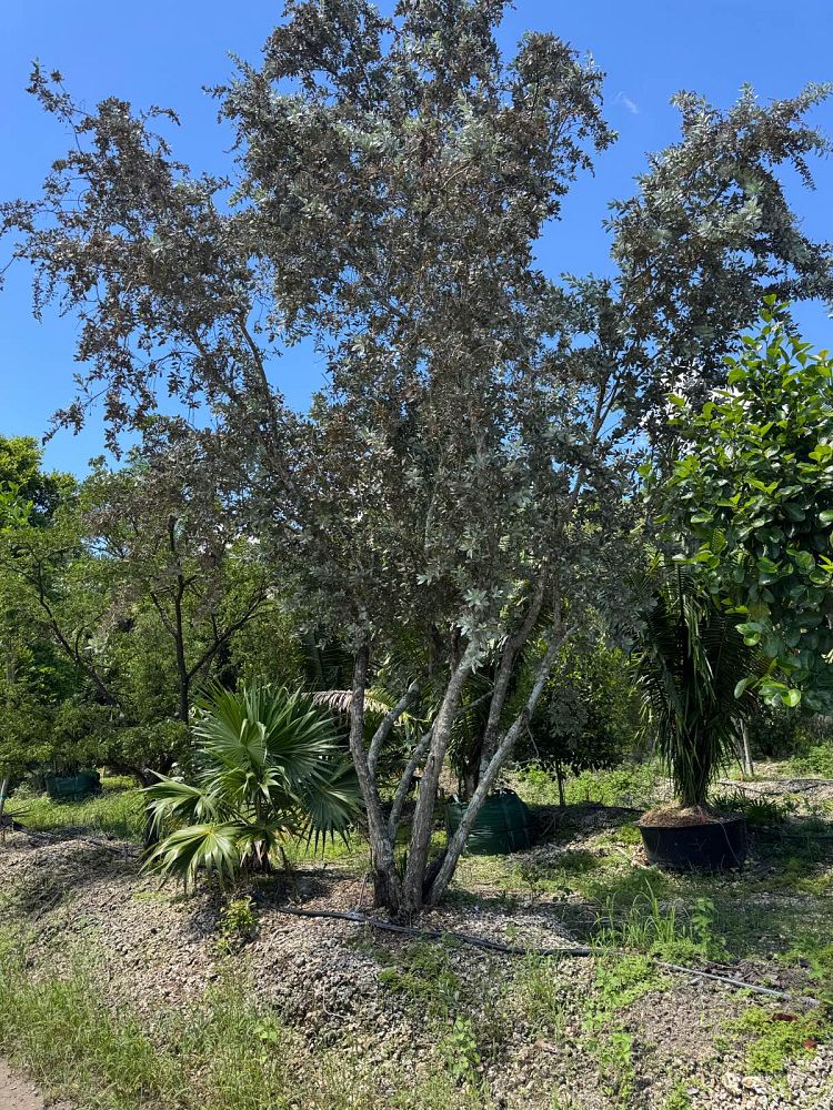 conocarpus-erectus-sericeus-silver-buttonwood