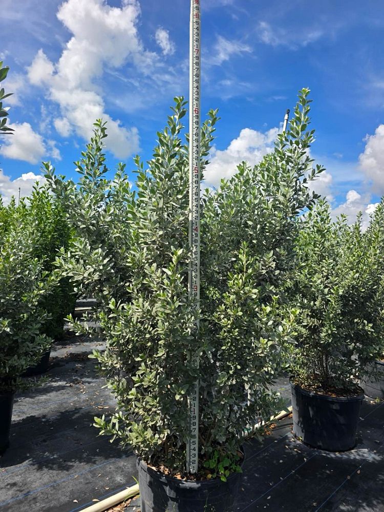 conocarpus-erectus-sericeus-silver-buttonwood