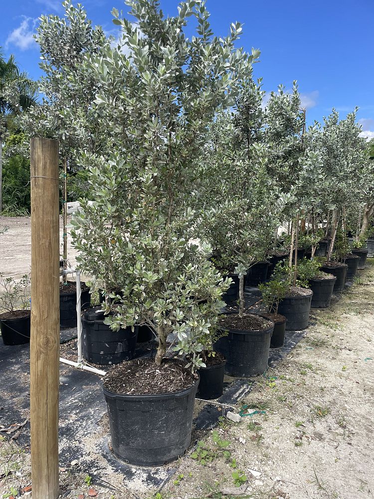 conocarpus-erectus-sericeus-silver-buttonwood