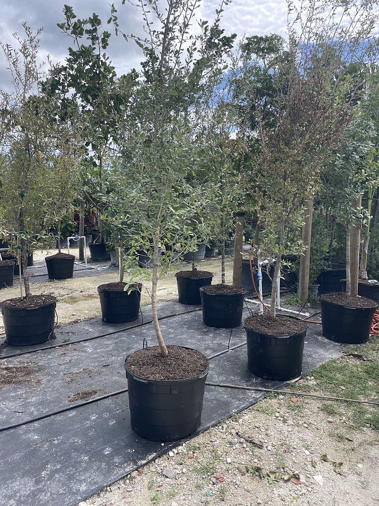 conocarpus-erectus-sericeus-silver-buttonwood