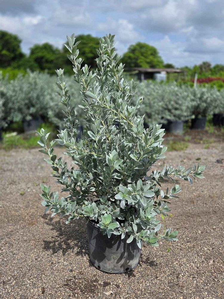 conocarpus-erectus-sericeus-silver-buttonwood