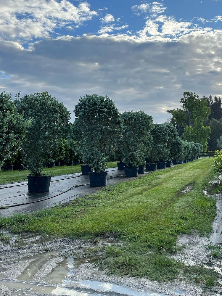 conocarpus-erectus-sericeus-silver-buttonwood