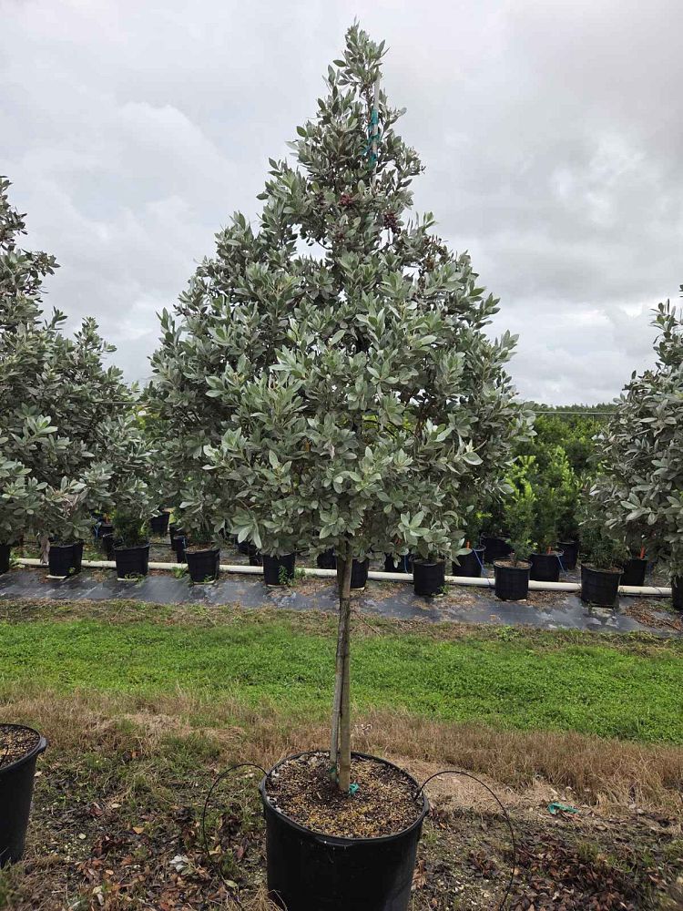 conocarpus-erectus-sericeus-silver-buttonwood