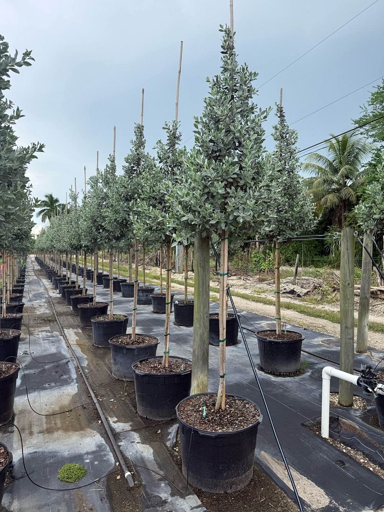 conocarpus-erectus-sericeus-silver-buttonwood