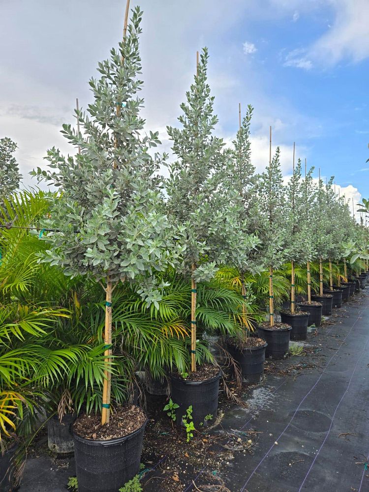 conocarpus-erectus-sericeus-silver-buttonwood