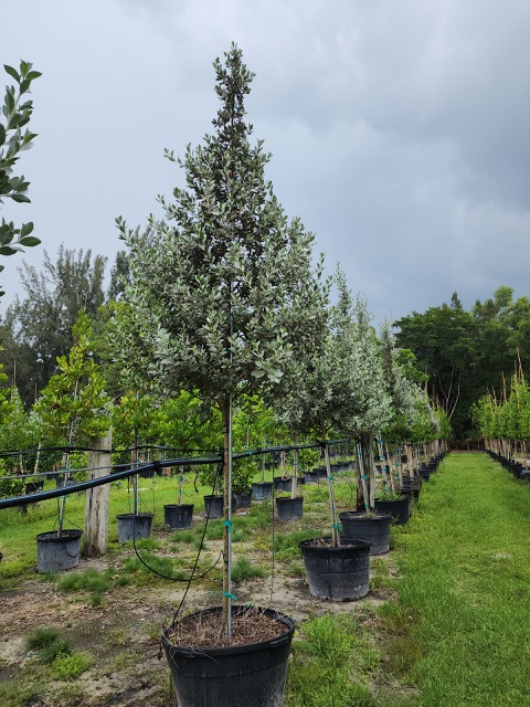conocarpus-erectus-sericeus-silver-buttonwood