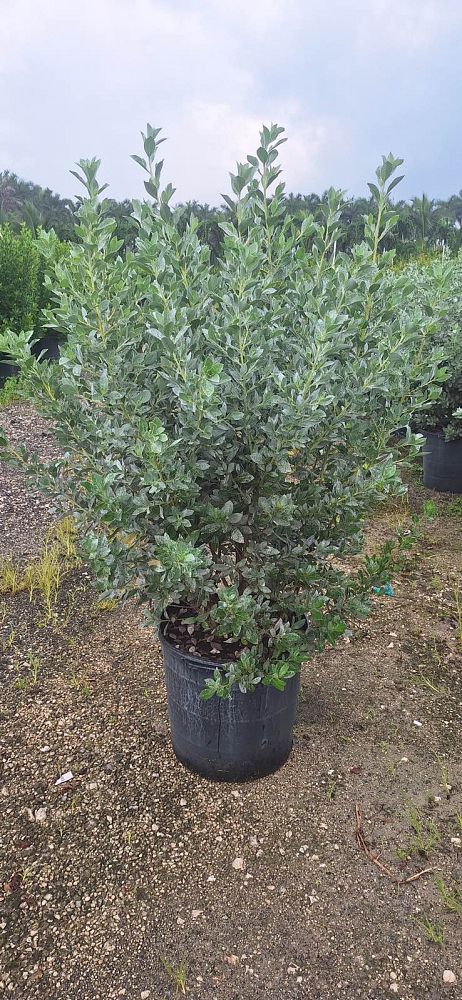 conocarpus-erectus-sericeus-silver-buttonwood