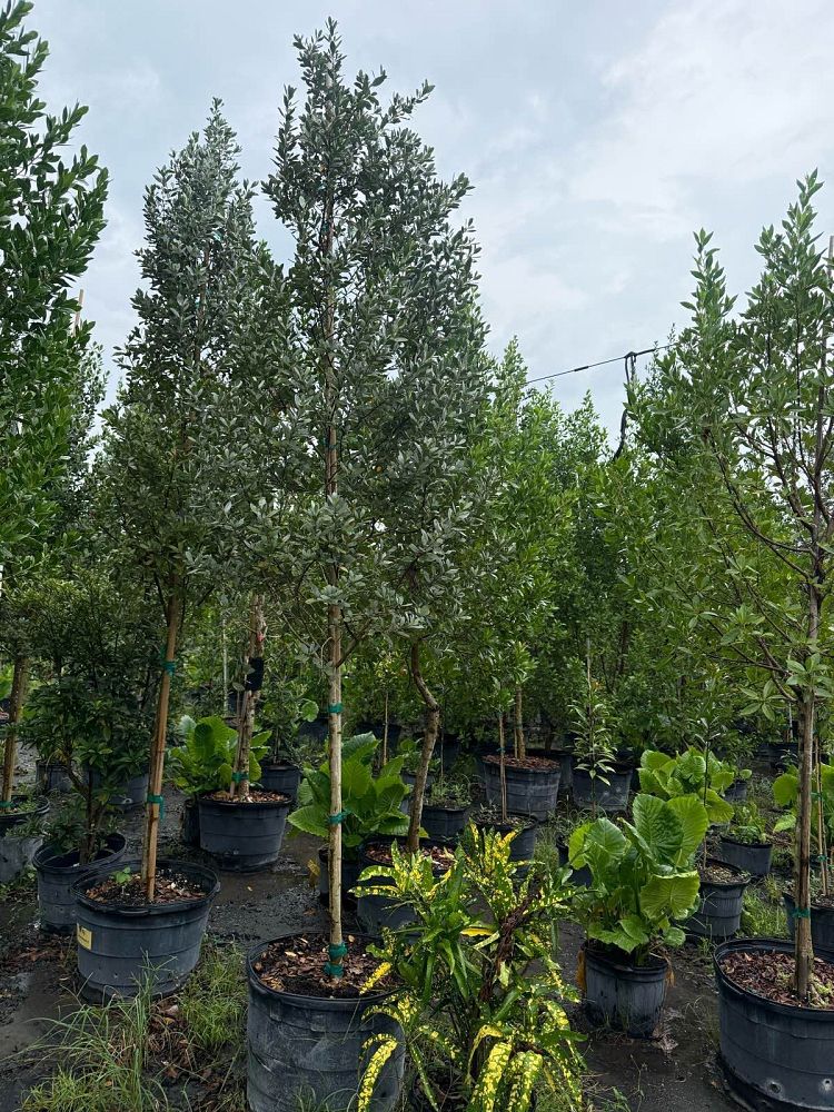 conocarpus-erectus-sericeus-silver-buttonwood