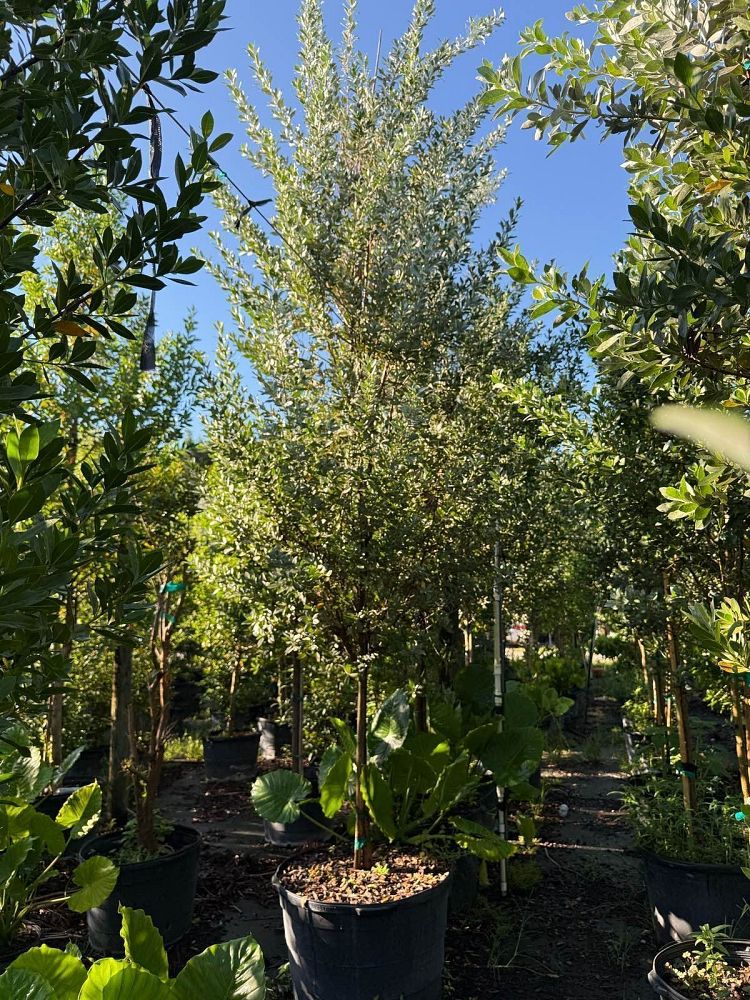 conocarpus-erectus-sericeus-silver-buttonwood