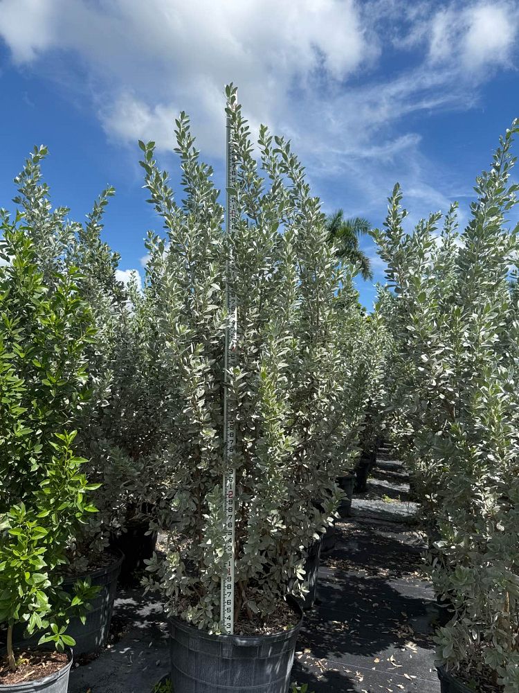 conocarpus-erectus-sericeus-silver-buttonwood