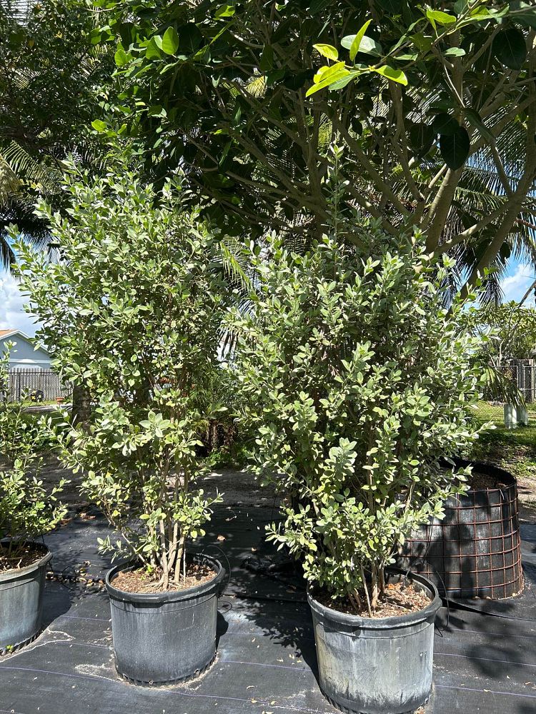 conocarpus-erectus-sericeus-silver-buttonwood