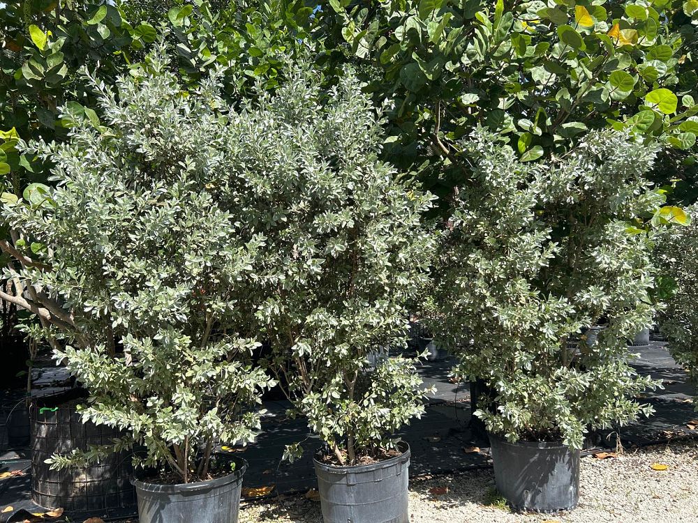 conocarpus-erectus-sericeus-silver-buttonwood