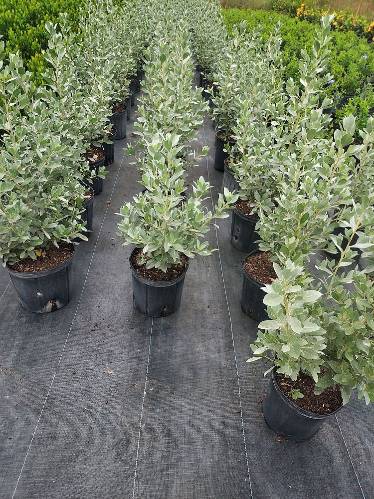 conocarpus-erectus-sericeus-silver-buttonwood