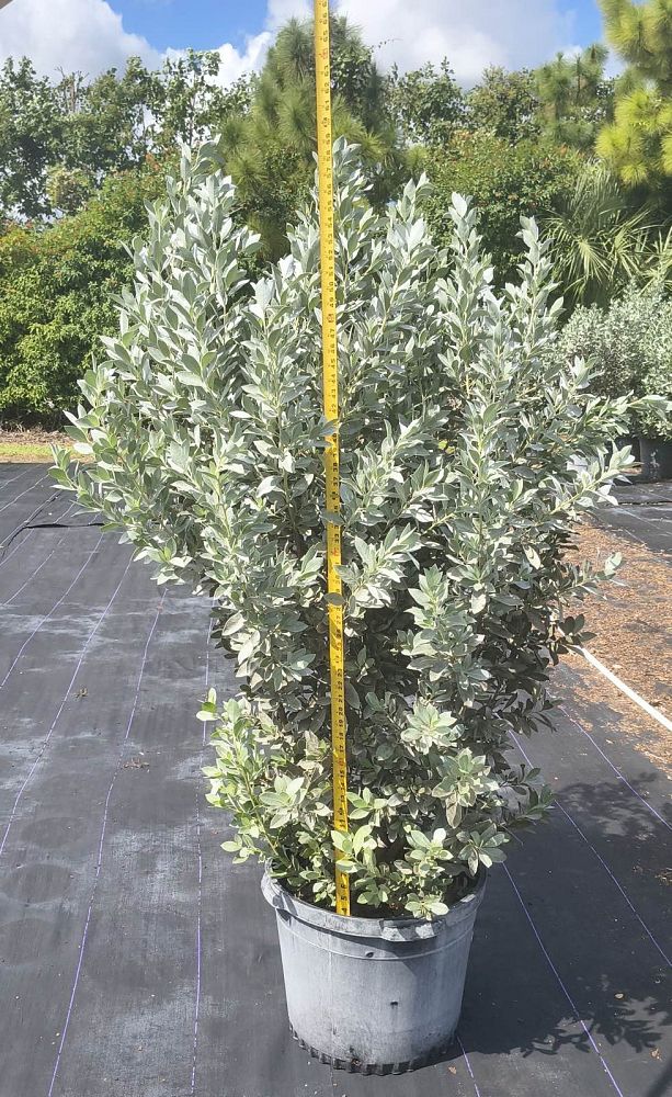conocarpus-erectus-sericeus-silver-buttonwood