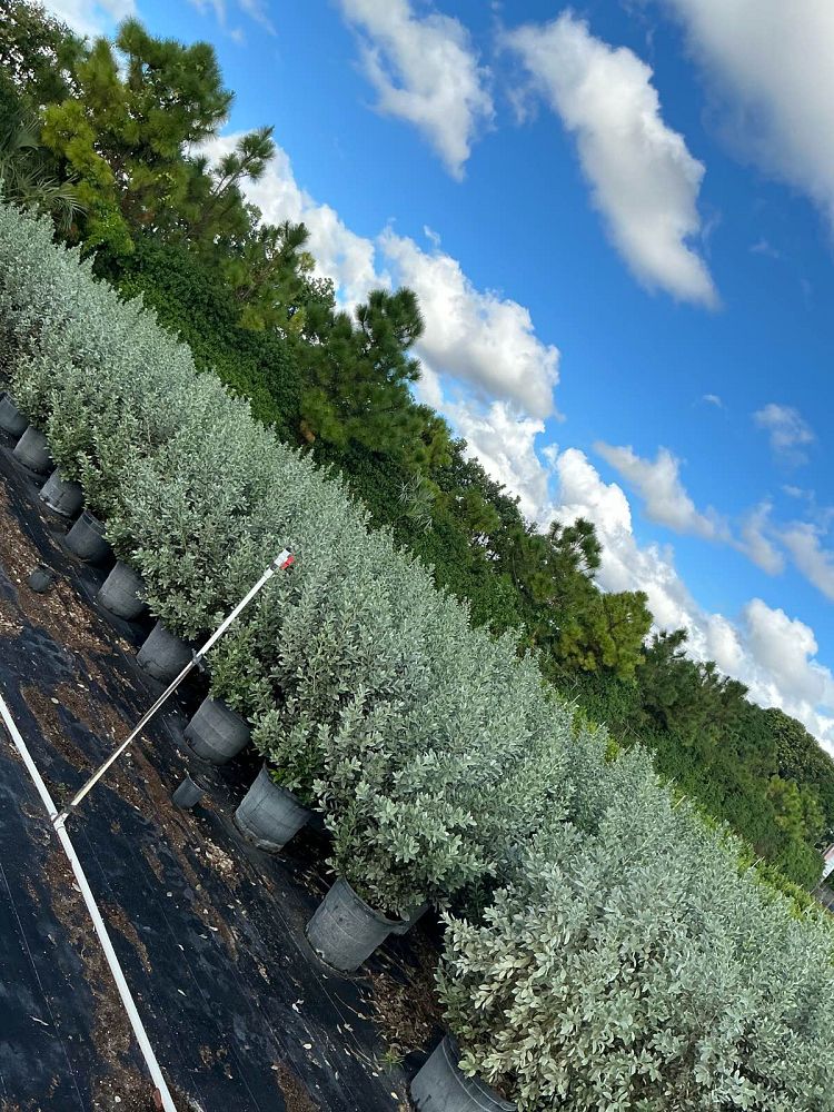 conocarpus-erectus-sericeus-silver-buttonwood