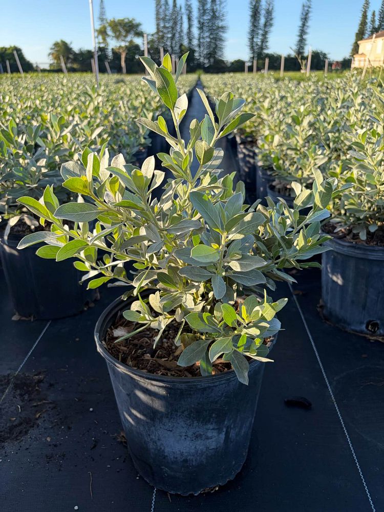 conocarpus-erectus-sericeus-silver-buttonwood