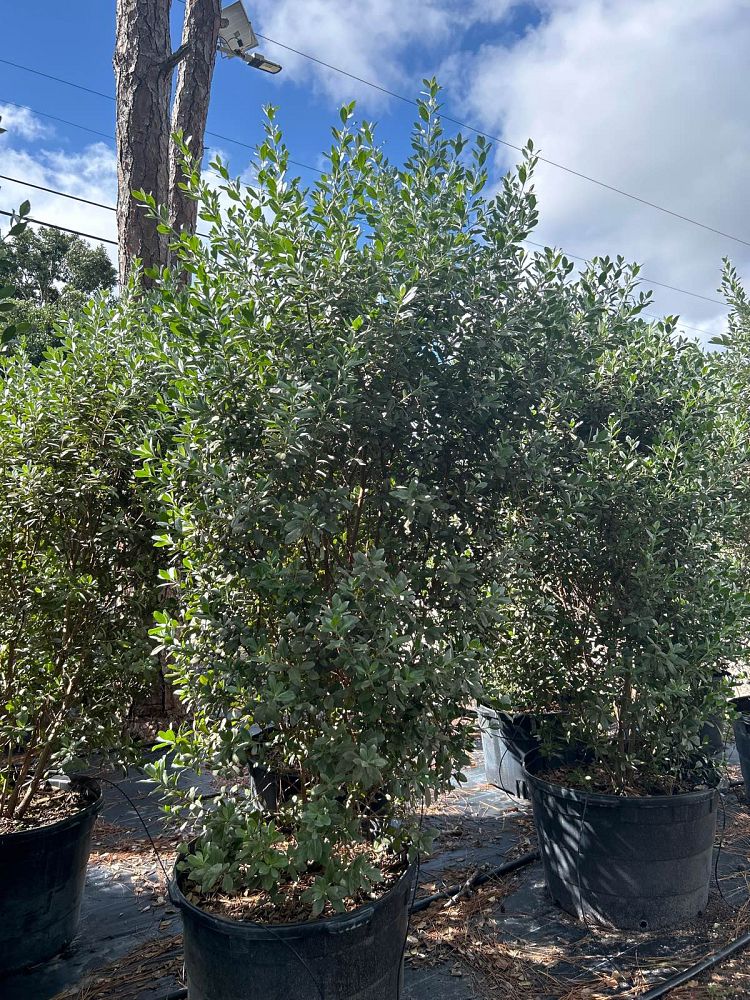 conocarpus-erectus-sericeus-silver-buttonwood