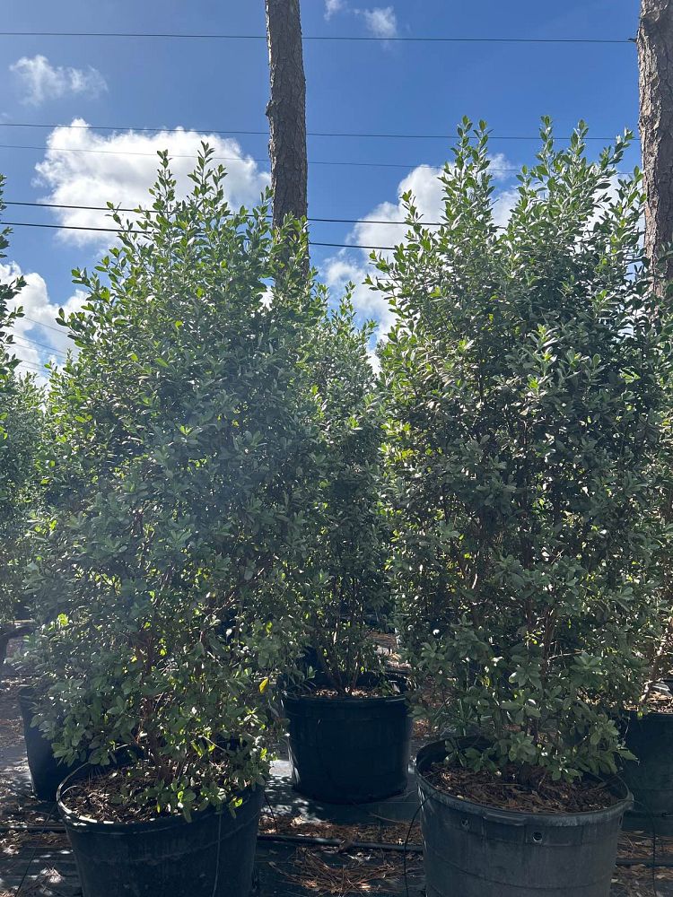 conocarpus-erectus-sericeus-silver-buttonwood