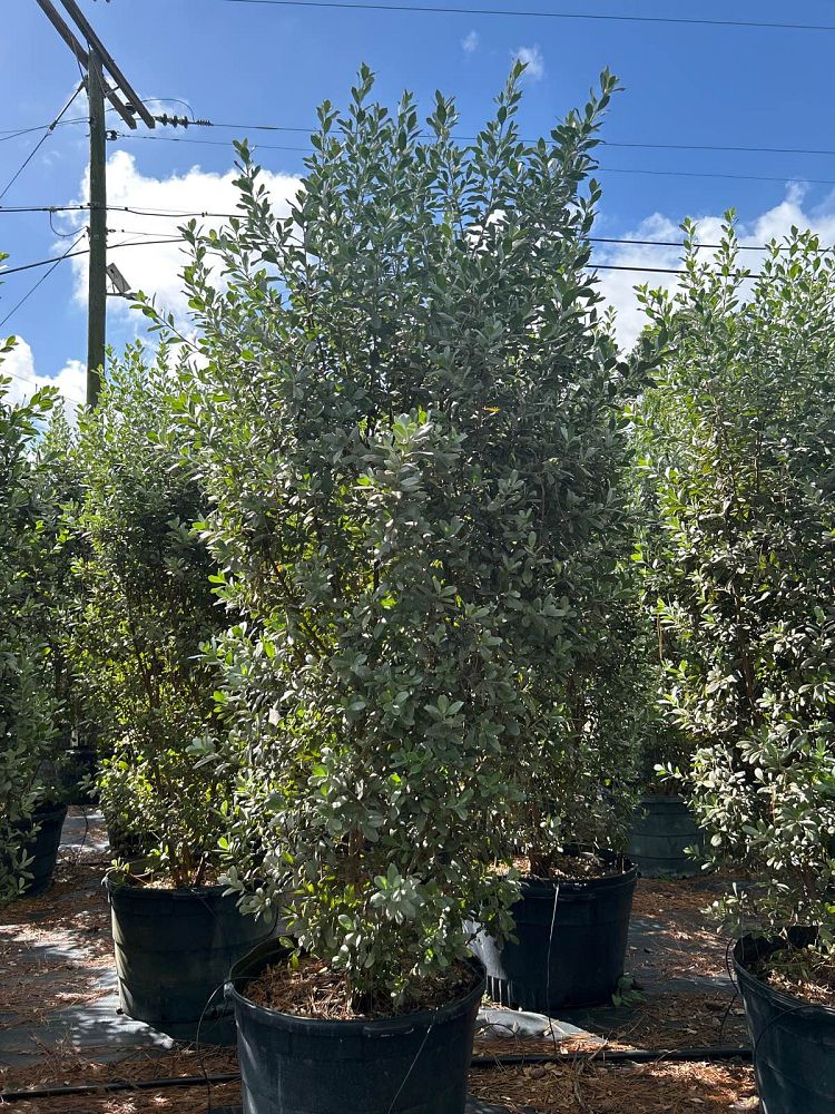 conocarpus-erectus-sericeus-silver-buttonwood