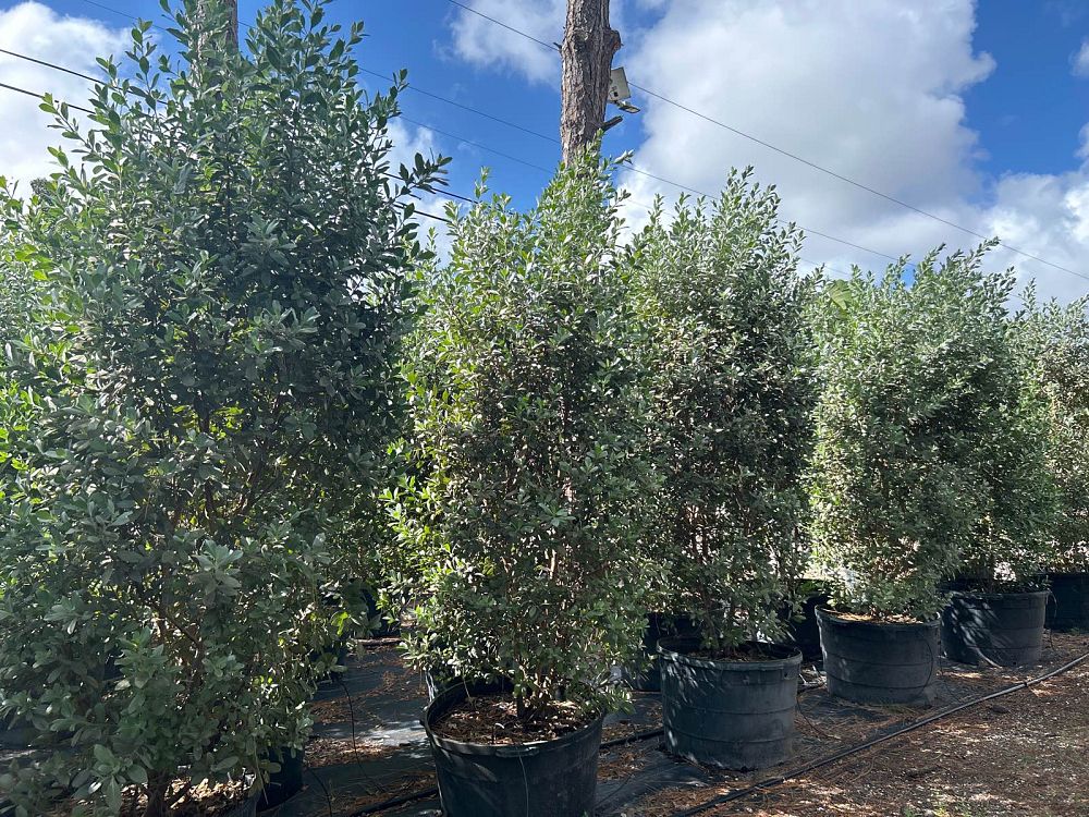 conocarpus-erectus-sericeus-silver-buttonwood