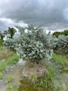 conocarpus-erectus-sericeus-silver-buttonwood