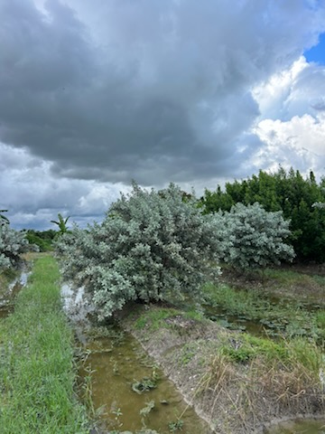 conocarpus-erectus-sericeus-silver-buttonwood