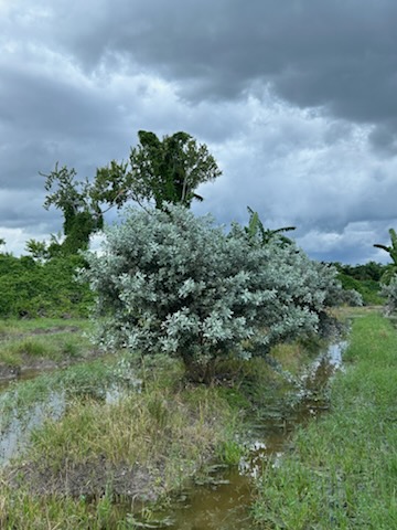 conocarpus-erectus-sericeus-silver-buttonwood