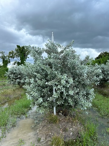 conocarpus-erectus-sericeus-silver-buttonwood