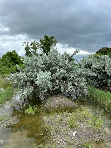 conocarpus-erectus-sericeus-silver-buttonwood